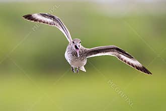 A Willet Flying With It\'s Beak Open