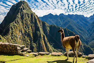 Llama Machu Picchu ruins peruvian Andes Cuzco Peru