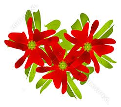 Christmas Poinsettia Clip Art