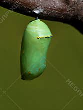 Monarch Chrysalis
