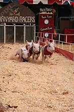Barnyard pig racers