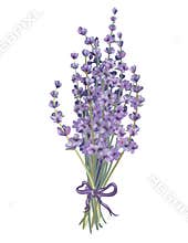 Lavender bouquet