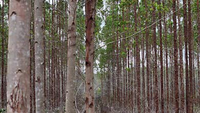 eucalyptus plantation in bahia