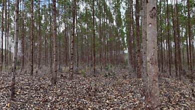 eucalyptus plantation in bahia