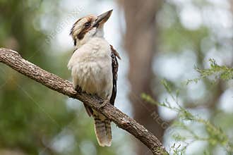 An iconic Australian kookaburra sitting on a branch in a forest.