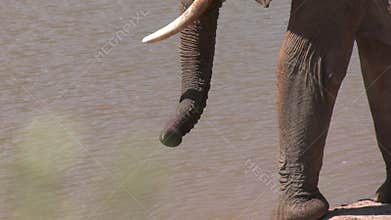 African elephant drinking at a waterhole in South Africa
