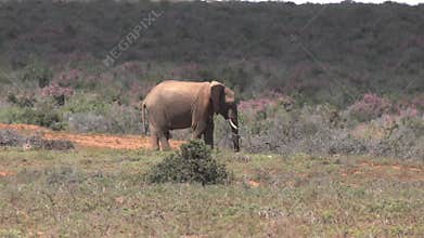 African elephant drinking at a waterhole in South Africa