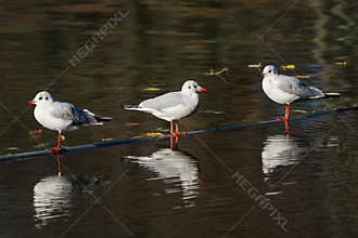 Three Gulls Sitting on a Pipe above the Lake