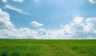Summer shining meadow with blue sky and fluffy clouds