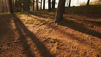 Forest sunset timelapse
