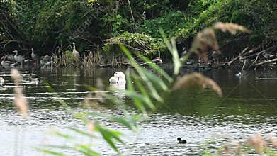 Waterfowl swim and clean their feathers in the pond. Mallard, coot, mute swan, gadwall, greylag goose.