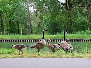 Family of large Canadian geese (Branta canadensis) walking next to a canal and cycle path.
