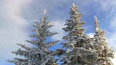 Mountain top snow covered pines