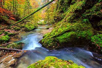 Creek deep in mountain forest