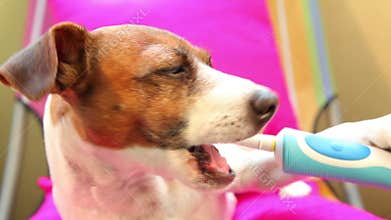 Smart dog Jack Russel Terrier brushing teeth using electric toothbrush