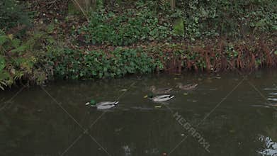 Ducks swimming along the Caldon canal waterway near, Denford during autumn