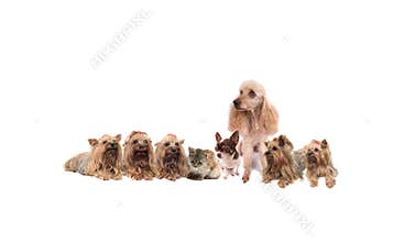 Dogs and a cat