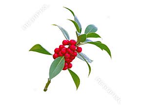 Christmas holly plant branch with red berries and green leaves isolated on white. Transparent png additional format