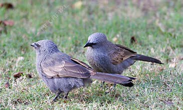 Apostle birds in Australia