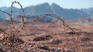 Barbed wire in Sinai desert, Egypt