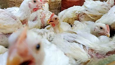 White broiler chickens crowded together in a coop