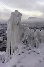 An icy tree resembling a sculpture of an angel on the shore