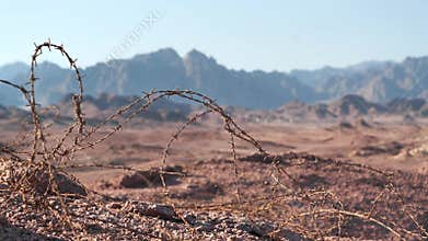 Barbed wire in Sinai desert, Egypt