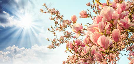 Magnolia tree blossom with colourful sky on background