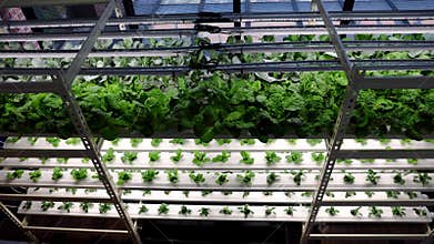 Vertical multi-level indoor hydroponic vegetable farming with led lighting in controlled environment