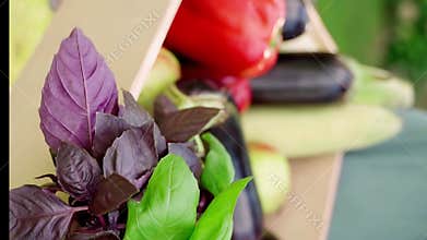 Fresh paprika, eggplant, zucchini and basil fresh harvest in wooden box