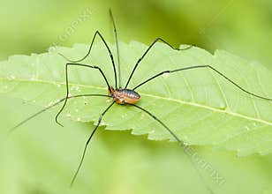 Brown Daddy-long-legs