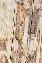 Dry wood