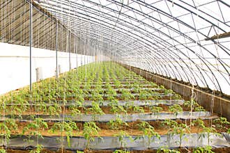 Tomato Seedling in a green house on a farm