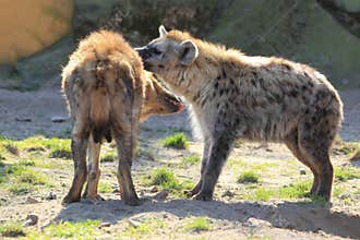 Laughing hyenas