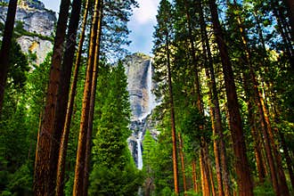 Yosemite Waterfalls behind Sequoias in Yosemite National Park,California