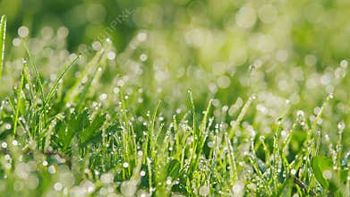 Purity And Freshness Of Nature. Lawn In Nature Outdoors. Transparent Droplets Of Dew In Grass On Summer Morning. Pan.