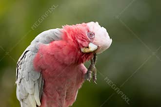 A Galah cutely scratching an itch on its face