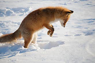 Red fox jumping into winter snow while hunting