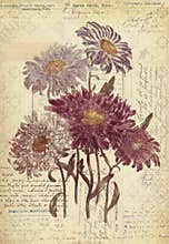 Flowers Botanical Vintage Style Wall Art with Textured Background