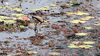 A Jacana lily trotter bird looking for food by using its big feet to walk on lily pads
