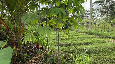 Cassava tree in a tropical forest