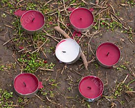 Five Pink Candles Gathered around a White One in the Forest