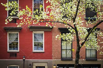 Blossoming tree, apartment building, Manhattan, New York City