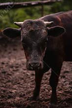 Ruminantia bovidae domestic animals at the farm