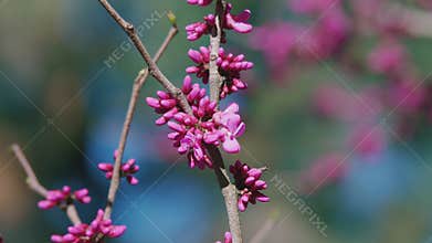 Floral-Themed Backdrop. Pink Magnolia Flowers. Spring Garden. Copy Space.