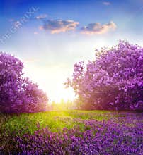 Spring landscape