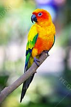 Colorful sun bird sitting on a branch