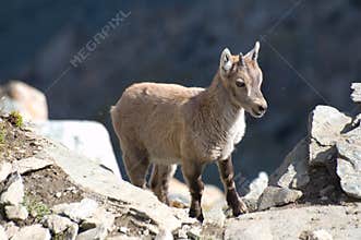Young ibex on rocks