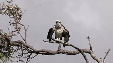 An osprey preening its feathers and drying off after a bath in the estuary