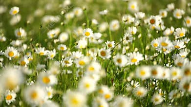 Daisy Chamomile flowers field background. Beautiful nature scene with blooming chamomilles in sun flare. Sunny day